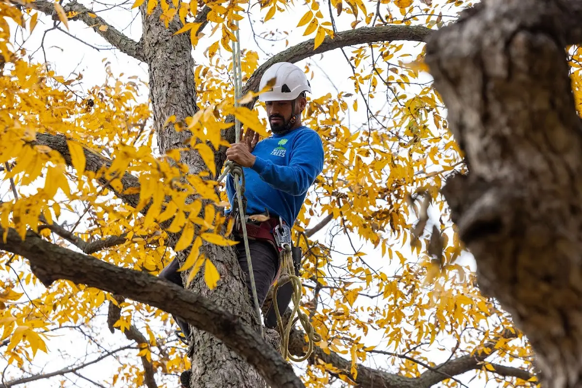 Skilled Storm Damage Cleanup crew working in Como